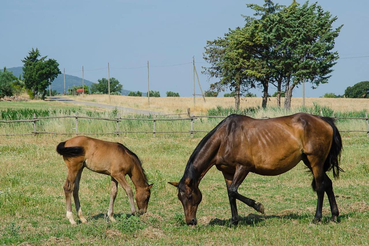 Agriturismo Il Melograno Di Banditella Alberese Exterior foto